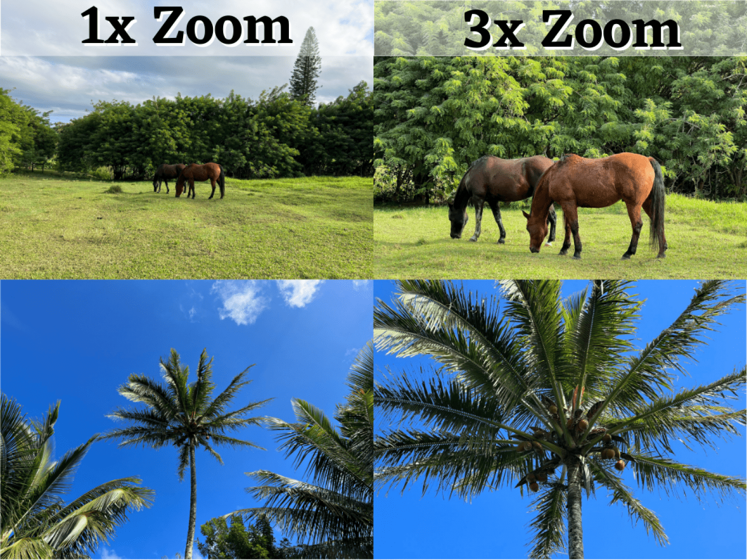3x Zoom Means - digital camera magnification vs optical zoom